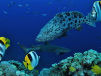 Osprey Reef - VIC Tourism