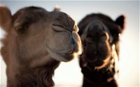 Outback Camel Festival Trail - Accommodation BNB
