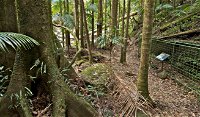 Palm Forest Walking Track - Accommodation Daintree