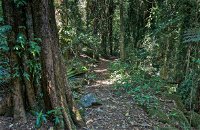 Pholis Gap Walking Track - Accommodation Sunshine Coast