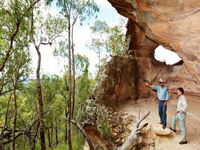 Pilliga Forest - Taree Accommodation