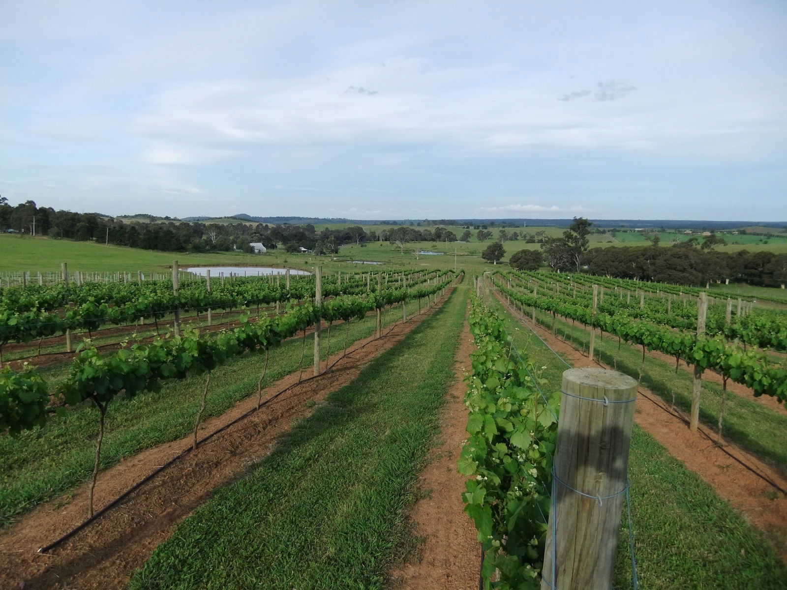 Razorback NSW Victoria Tourism