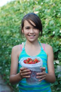Ricardoes Tomatoes and Strawberries Farm Port Macquarie - Maitland Accommodation