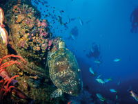 SS Yongala Dive Site - Attractions Brisbane