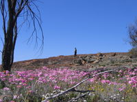 Talgomine Reserve - Goulburn Accommodation