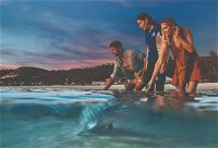 Tangalooma Wild Dolphin Feeding - Surfers Gold Coast