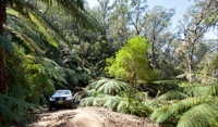 Wadbilliga Road drive - Accommodation Gold Coast