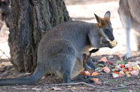 Wirrimbirra Sanctuary - Attractions Melbourne