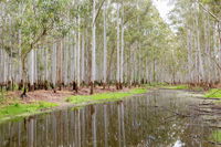 Wonga Wetlands - Attractions