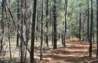 Yana-y Warruwi Walking Track - Accommodation Port Hedland