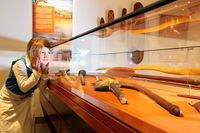 Albury Library Museum - Attractions