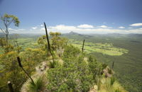 Border Ranges National Park - Accommodation Cooktown