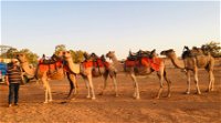 Broken Hill Camels - Tourism Canberra