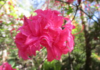 Campbell Rhododendron Gardens - Accommodation Perth