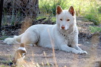 Durong Dingo Sanctuary - Tourism TAS