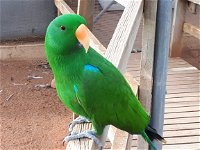 Eyre Reptile  Wildlife Park - Accommodation Redcliffe