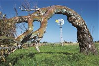 Greenough Leaning Trees - Attractions