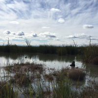 Gwydir Wetlands Moree - Attractions
