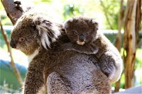 Koala Conservation Reserve - Gold Coast Attractions
