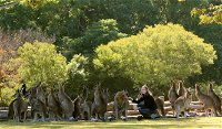 Lone Pine Koala Sanctuary - Kingaroy Accommodation