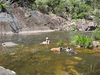 Mount Boss State Forest - Accommodation Cooktown