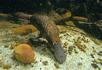 Platypus Pool - Broome Tourism