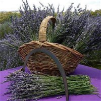 Rustique Lavender Farm - Accommodation Rockhampton