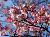 Sakura Avenue - Broome Tourism