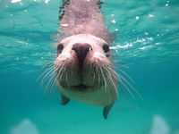 Seal Cove - QLD Tourism