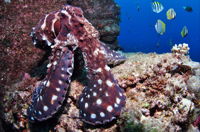 Smith Rock Dive Site - Accommodation Rockhampton