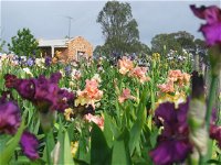 Smokin Heights Iris Display Garden - Redcliffe Tourism