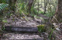 Tea Tree Falls Walking Track - Accommodation Cooktown