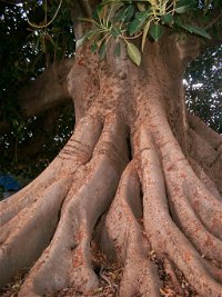 The Big Fig Tree - Phillip Island Accommodation