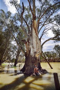 The Big Tree - Melbourne Tourism