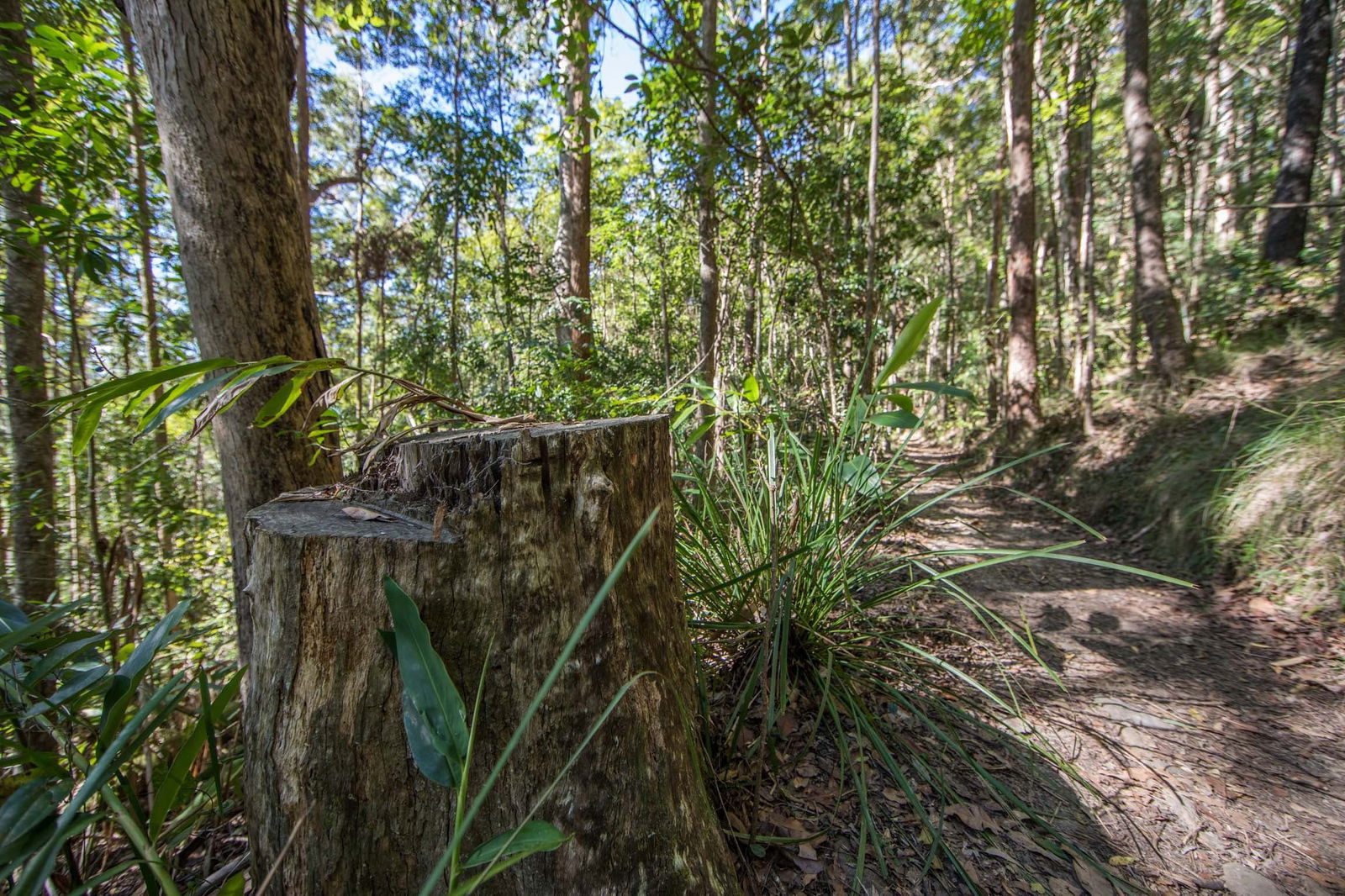 Mount Nebo QLD Accommodation Sydney