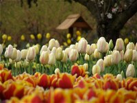 Tulip Top Gardens - Lightning Ridge Tourism