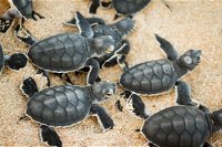 Turtle Nesting Season - Accommodation Tasmania