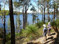 Wellington Discovery Forest - Attractions Sydney