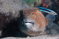 Amity Point Dive Site - Accommodation Cooktown