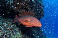 Anchor Bommie Dive Site - QLD Tourism