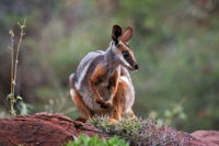 Arkaroola Wilderness Sanctuary - Geraldton Accommodation