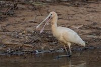Bird watching at the Goan water hole - Attractions Perth