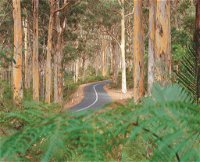 Boranup Karri Forest - QLD Tourism