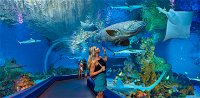 Cairns Aquarium - Accommodation Burleigh