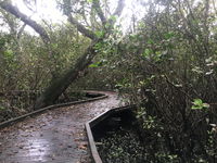 Carole Green Walkway - John Oxley Reserve - Whitsundays Tourism