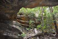 Cave Creek Walking Track - Accommodation Yamba