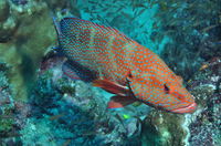 Cobia Hole Dive Site - Accommodation Tasmania