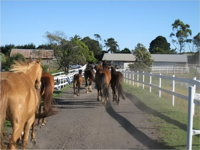 Darkes Forest Riding Ranch - Attractions