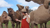 DromeDairy Body and Skin - Accommodation Mt Buller