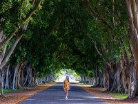 Fig Tree Avenue - Tourism Bookings WA